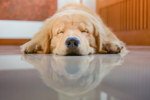 Dog Sleeping on Floor