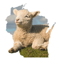 Wisconsin Sheep