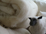 IMG_1986.jpg