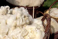 Wool right off the sheep