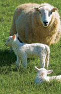 Sheep with baby lambs