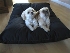 2 little dogs on their pet bed