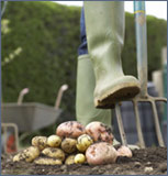 Farmer harvesting potatoes