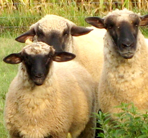 Natural sheeps wool, renewable and safe