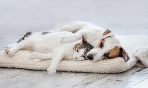 Dog and Cat Sleeping on Organic Wool Mattress