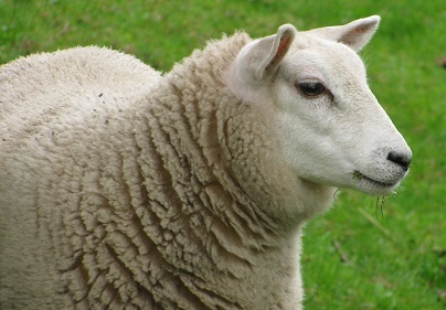 Valentine's Day Sheep