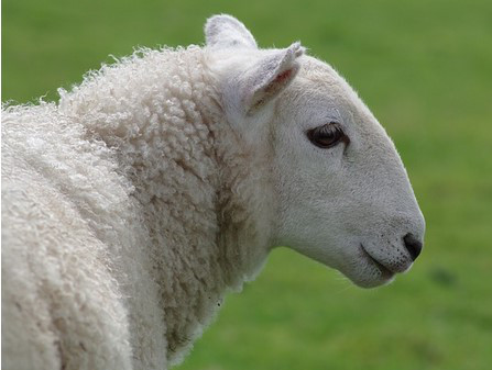 Sheep Wool for Healthy Mattress Toppers