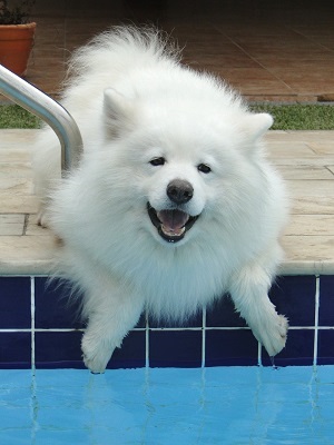 Dog Staying Cool by the Pool