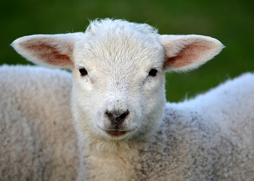 Spring Lamb