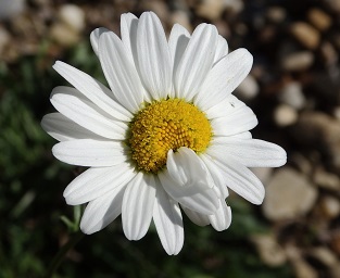 Pollen from Flower
