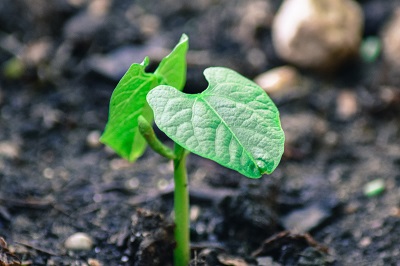 Sprouting Plant