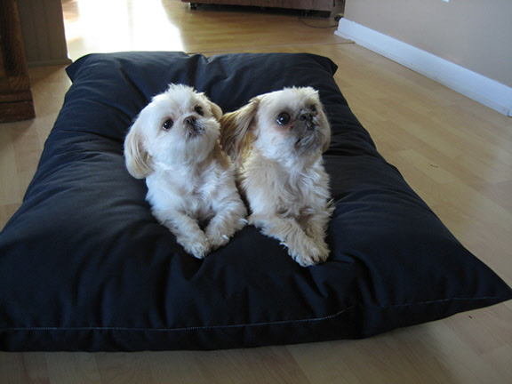 two dogs in organic wool pet bed