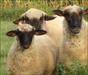 Renewable Wool for organic bedding