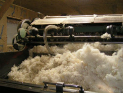 ECO-Pure wool fibers feed into carding machine